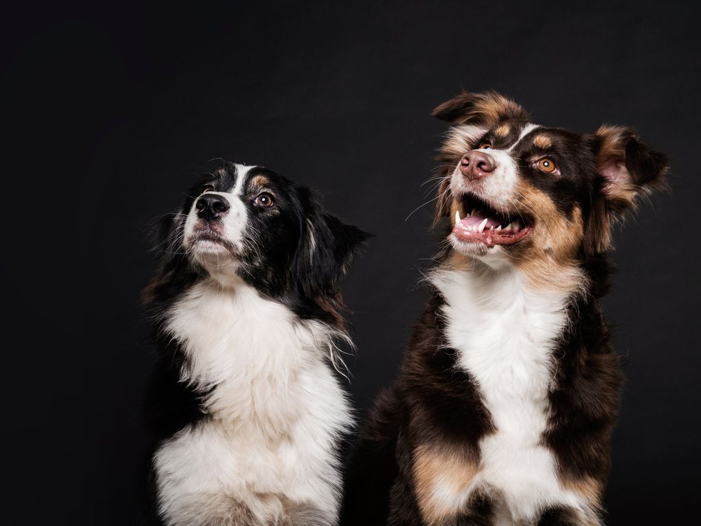 Doggone API & Customer Service Portal | Custom D